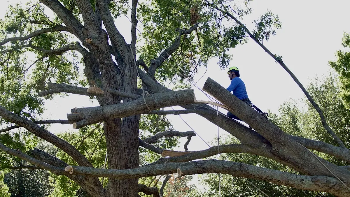 Professional Hazardous Tree Removal performed by certified arborists in Hays