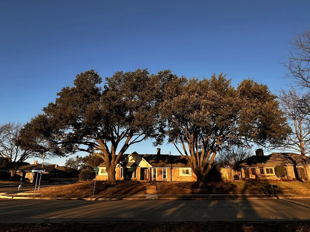 Established residential canopy tree shading a home in Hays